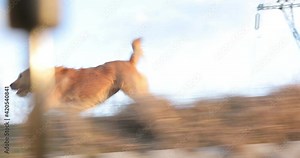 Dog run fast side tracking 4K, Terrier Dog running along path running through the grass , tracking shot of agile dog