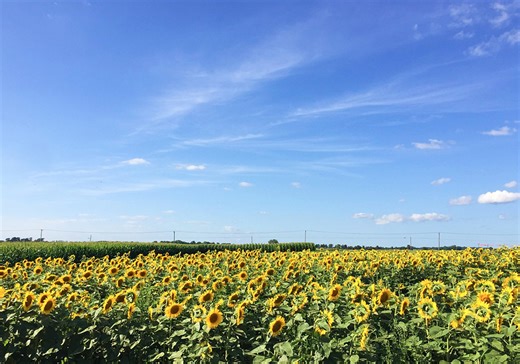 Beautiful Flower Fields Worth the Drive from Chicago