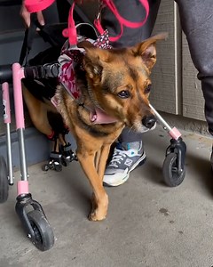 1.7M views · 10K reactions | Lily and her family are showing the world that disabled dogs can still live a full and happy life  | Furry Tails | Facebook