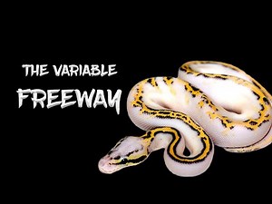 The Extremely Variable 'Freeway' Ball Python