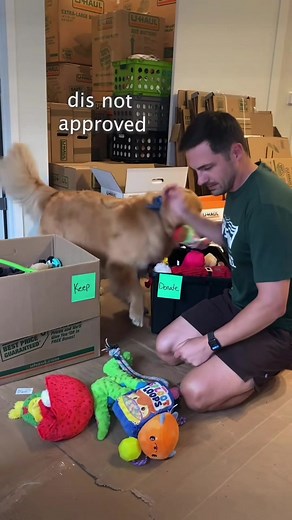 Attempting to donate my dog’s toys was a bad idea #dog #goldenretriever #comedy #cute #puppy | Ellie Golden Life