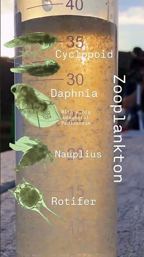 What zooplankton looks like in a tube vs under a microscope #zooplankton