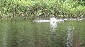 65K views · 4.6K reactions | ความสุข | Hunter lure frog jump. | Facebook