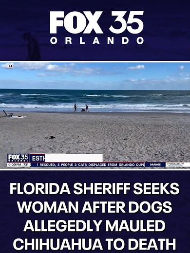 Brevard county deputies search for woman after her dogs allegedly mauled a chihuahua to death at Canova Dog Beach. #FOX35 #FOX35Orlando #Florida #News #DogAttack
