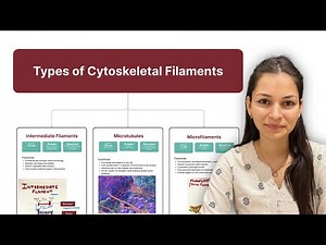 Cytoskeleton in हिन्दी | Structure, Functions & Types | B.Sc. Zoology