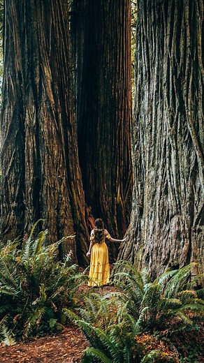 8.8K views · 61 reactions | Save this train ride in the Redwood forest  to your bucket list immediately! Its absolutely amazing! We booked this in advance and loved it so much!  Roaring Camp Railroads #redwoodforest #visitcalifornia #californianature #californiaadventure #trainride #sdblogger #centralcalifornia | Travelwithtalia | Facebook