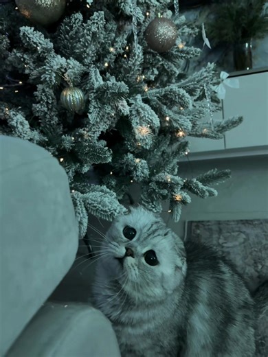 #рекомендации #кошкабоня