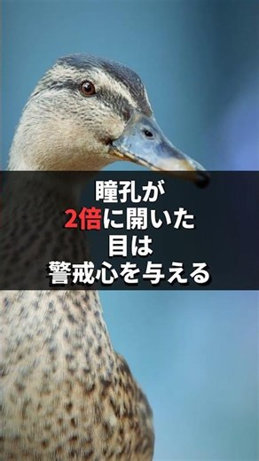 瞳孔の真実は逆？2024 Cognitionで判明、モテるのは縮小