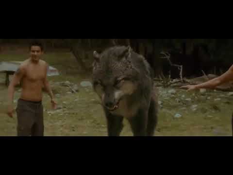 Papi yo no estoy solo 💯 versión crepúsculo