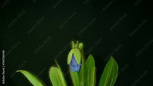 Time-lapse of blue poppy growing and blooming against black background.