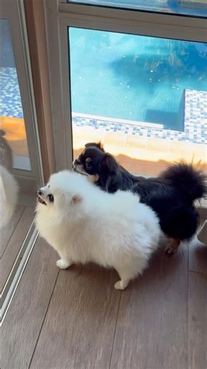 Wait linga guli #lulu #animais #cachorro #pets #gatinho #gato #fofo #funny #dog #cat #puppy #wwe