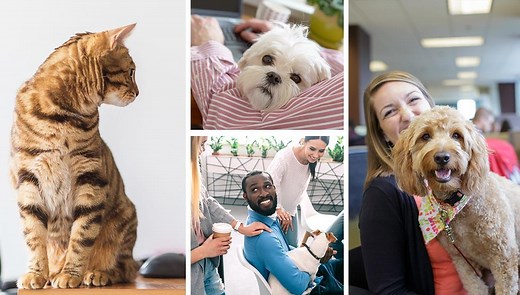 PETS WORK AT WORK™ Toolkit - Better Cities For Pets™