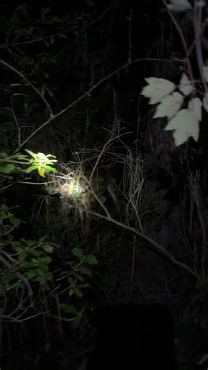 Early season action. Deer was shot twice with a bow and still kickin | K&B Wounded Deer Recovery