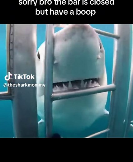 the boop hatch | sharks