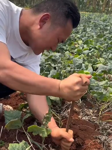 Cómo cultivar jícama fácilmente en casa
