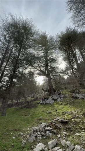Cedars of Lebanon, the forbidden forest 🌳 #cedars #lebanesecedars #cedartrees | NoGarlicNoOnions