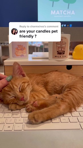 Are Soy Wax Candles Safe for Cats? Natural and Pet-Friendly Candle Options