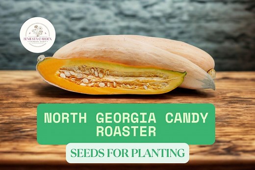 10 North Georgia Candy Roaster Seeds for Planting – Heirloom Winter Squash – Sweet Long Fruit, Productive Garden Variety - Etsy