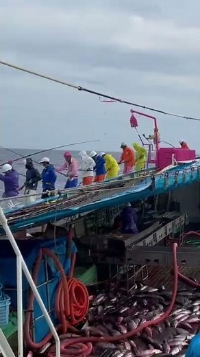 近海 操業 カツオ 一本釣り
