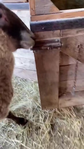 Meet the Clever Sheep Who Can Open Boat Locks