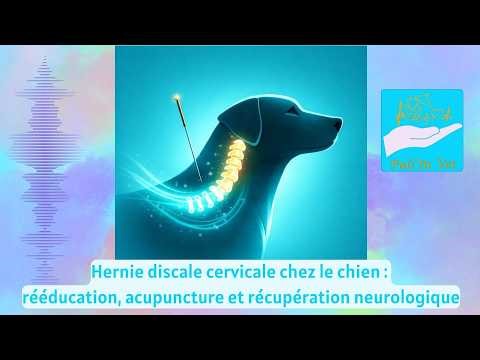 Hernie discale cervicale chez le chien : rééducation, acupuncture et récupération neurologique