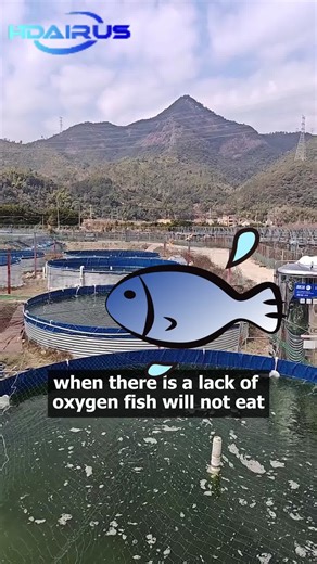 This Miniature airfoil bearing turbo blower delivers rapid oxygenation to ponds, keeping dissolved oxygen levels high for dense farming. Say goodbye to low oxygen issues—improves feeding, growth, and prevents gill rot/fish floating. #turboblower #AquacultureBlower #ShrimpFarm #fish #famer