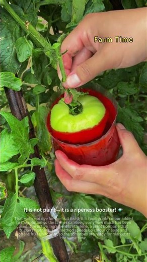 Guess What the Red Liquid Is and Why Tomatoes Are Dipped 🍅🤔