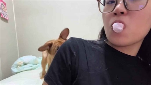 Pet dog loses it with girl blowing bubble gum