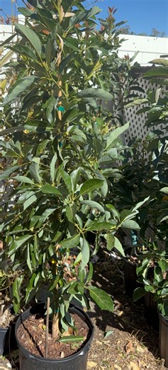 Brogdon (cold Hardy) Avocado Tree With Flowers (5 Feet Tall) Will Be Fruiting Soon ( No Ship WA and CA) No International Shipping Also - Etsy