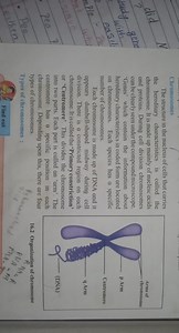 ChromosomesThe structure in the nucleus of cells that carries ... | Filo