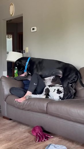 Two big lap dogs and this is what it looks like #lapdog #twodogs #bigdoglife #greatdane #GreatDAneLifestyle | Larry_the_great_dane