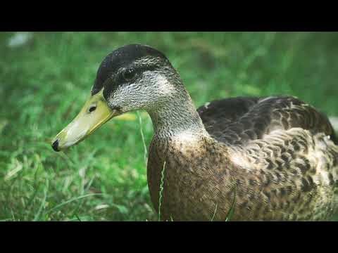 Duck Quacking Sounds – 2 Hours of Relaxing Nature Audio 🦆