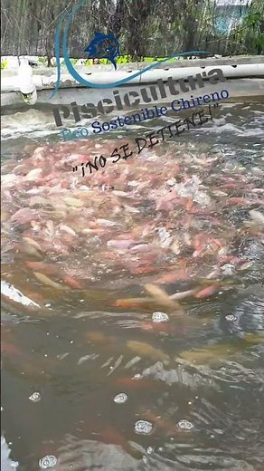 Alimentando las Tilapias de Piscicultura Eco Sostenible Chireno | ACUICULTURA