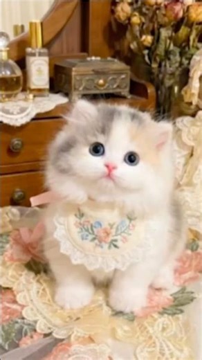 Cat videos cute cats kittens😻🐾