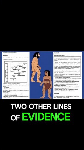 Transitional Fossils and Human Evolution What You Need to Know!