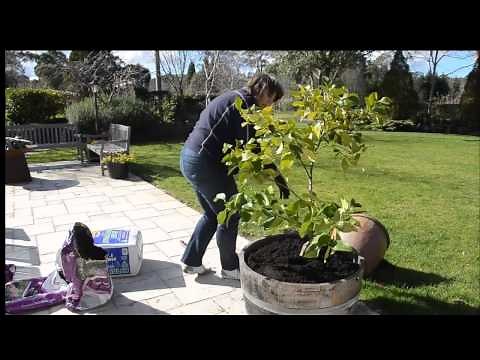 Repotting a Lemon Tree