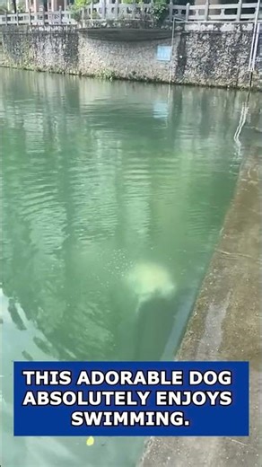 Adorable Dog Can’t Stop Swimming 🐶💦