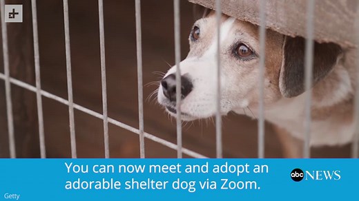 Animal shelters turn to Zoom for virtual pet adoptions