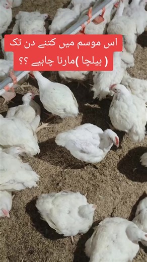 Guide to Poultry Farming: Best Practices for Farmers