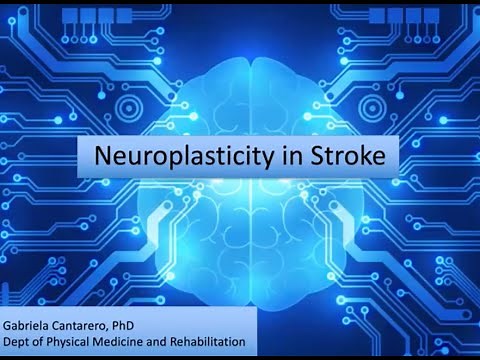 Neuroplasticity in Stroke | Johns Hopkins Center for Talented Youth