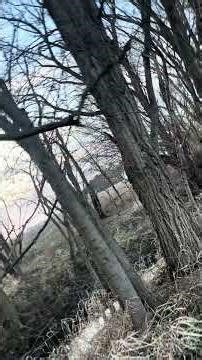 Walk in the my favorite duck grave ￼