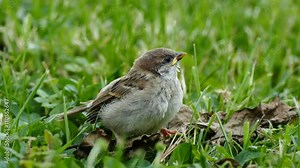 Young sparrow learning to fly, UHD
