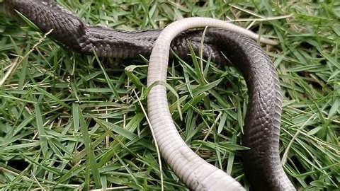 clip-3983722369-ular-dumung-local-name-java-javan-cobra