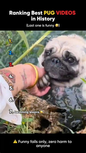 Ranking Best Pug Videos in History #pugs #compilation #pug