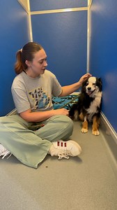 UPDATE: Bean has been adopted! Congratulations, Bean!! 🎉🎊 Meet Bean—a gentle 12-year-old Australian Shepherd who’s been through more than his share but is finally on the mend. This sweet senior just had dental surgery to remove painful, decayed teeth that had caused a nasty abscess on his cheek. Now, Bean is healing, resting, and dreaming of the simple joys: a soft couch, kind hands, and a place to finally belong. He’s ready for the next chapter—one filled with love, comfort, and peace. Visit 