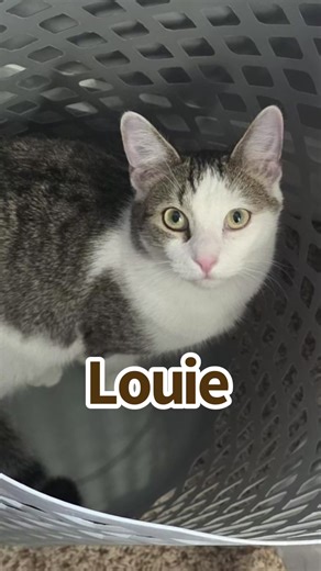 Louie the #cat slipped out the door and found himself stuck in a scrappy leaning tree in Victorian Village, Columbus, Ohio. #catinatreerescue #thecatsinthebag #animalrescue #cats