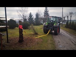 Pruning and uprooting spruce || Fendt 311 & Ursus C-330 in action