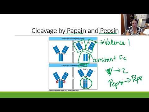 Antigen Receptors: BCR, Antibodies, and TCR