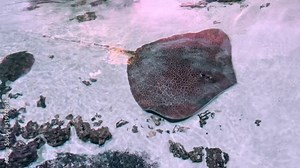 Fish stingray swims in aquarium with coral reefs. Exotic sea fishes swimming in tank, marine life in oceanarium aquatic habitat.