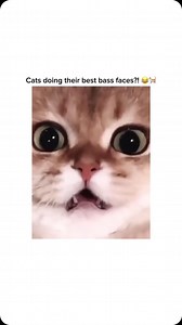 31K views · 10K reactions | These are great   - @_smolfrenz_ & @dnbanimals #dnb #drumandbass #rave #cat #cats #dj #meme #bass | Make Your Era | Facebook
